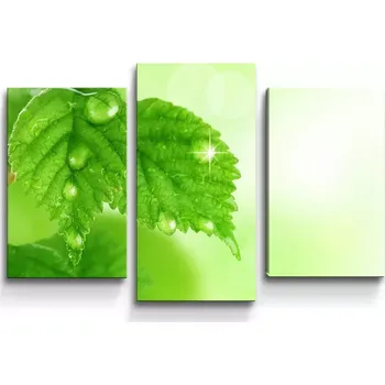 Obraz Sablio Obraz - 3-dílný Listy 2 - 75x50 cm
