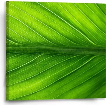 Obraz Sablio Obraz List 2 - 50x50 cm