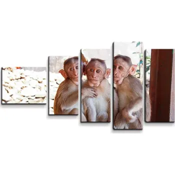 Obraz Sablio Obraz - 5-dílný Opičky - 100x60 cm