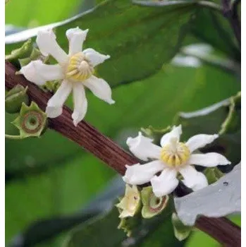 Semeno BELLUCIA pentamera "Coronillo" 30 semen