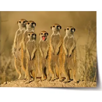 Plakát Sablio Plakát Surikaty - 120x80 cm