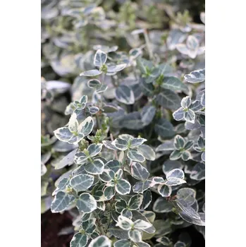 Sazenice Brslen Fortuneův 'Emerald Gaiety' 10-30 cm H9