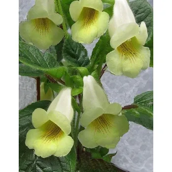 Semeno SINNINGIA conspicua 30 semen