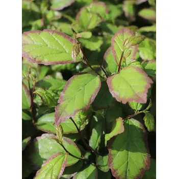 Sazenice Parotie perská ´Persian Spire®´ 20-40 cm Ko1l