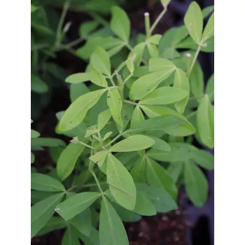 Sazenice Choisie- Mex. pomerančovník ´Sundance Lich´® 10-20 cm H9