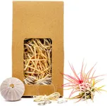 Gardners Medusa "Vyrob si sám" Purple s Tillandsií Ionantha red Tillandsie, kykatka