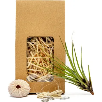 Gardners Medusa "Vyrob si sám“ Rose s Tillandsií Melanocrater Tillandsie, kykatka