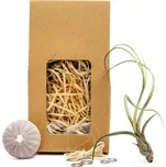 Gardners Medusa "Vyrob si sám" Purple s Tillandsií Bailey Tillandsie, kykatka