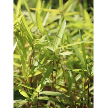 Sazenice Bambus - Mnohopučka drobná 5-15 cm Ko1l