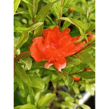 Sazenice Marhaník granátový ´Chico´ 5-15 cm Ko1l