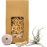 Gardners Medusa "Vyrob si sám" Purple s Tillandsií Pruinosa Tillandsie, kykatka