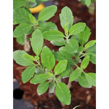 Sazenice Ořechokřídlec clandonský 'Grand Bleu' ® 5-10 cm H9