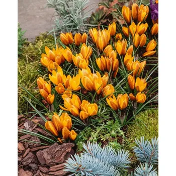 Semeno Krokus 'Korolkowii' 10 kusů