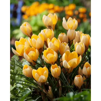 Semeno Krokus 'Romance' 10 ks