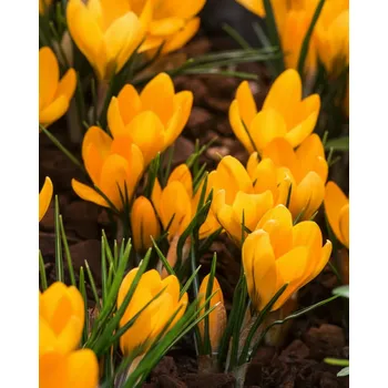Semeno Krokus 'Orange monarch' 10 ks