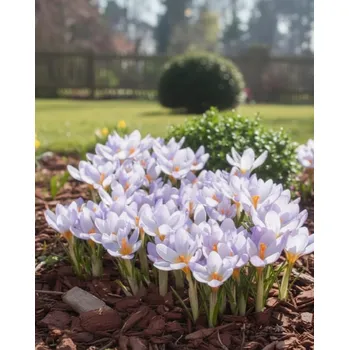 Semeno Krokus Candle light 10 kusů