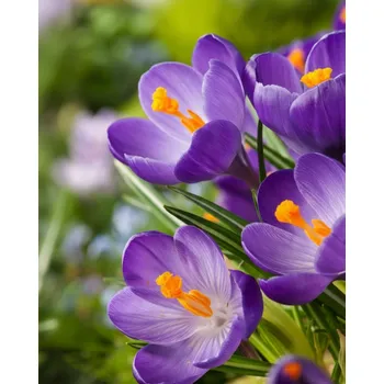 Semeno Krokus velkokvětý 'Flower record' 10 ks Velikost cibulek: 6/7