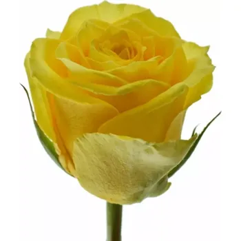 umělá květina Růže NJANO! 50cm (M)