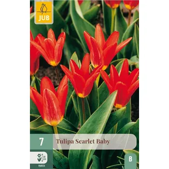 Cibulovina Tulipán Kaufmannův Scarlet Baby (7 cibulí, nízký, žluto-červený)