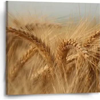 Obraz Sablio Obraz Klasy 2 - 50x50 cm