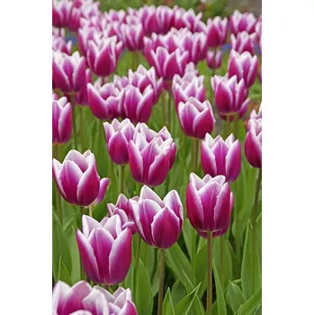 Cibulovina Tulipán Synaeda Blue 10 ks