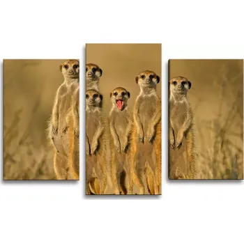 Obraz Sablio Obraz - 3-dílný Surikaty - 75x50 cm