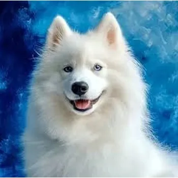 Obraz Diamantová Mozaika Pes Samojed Na Modrém Pozadí 30x40 Cm Kreativní