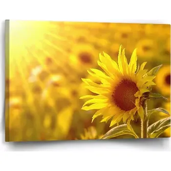 Obraz Sablio Obraz Slunečnice 3 - 60x40 cm