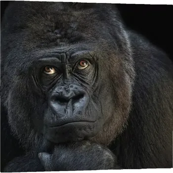 Obraz Sablio Obraz Gorila - 110x110 cm