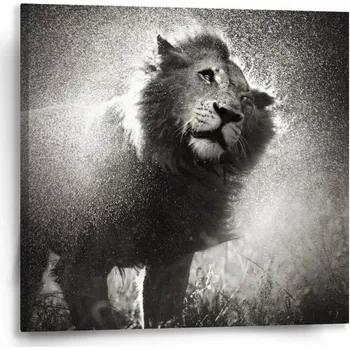 Obraz Sablio Obraz Mokrý lev - 50x50 cm