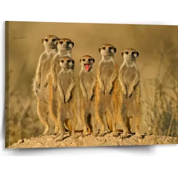 Obraz Sablio Obraz Surikaty - 150x110 cm