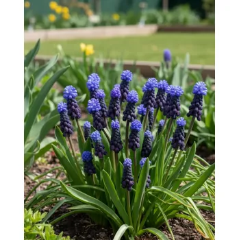 Semeno Modřenec 'Muscari Latifolium' 10 ks