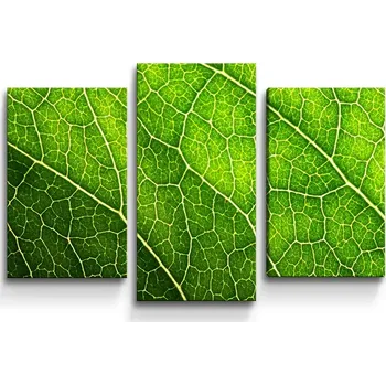 Obraz Sablio Obraz - 3-dílný Detail listu - 75x50 cm