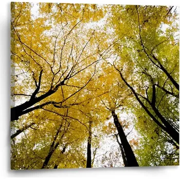 Obraz Sablio Obraz Koruny stromů - 50x50 cm