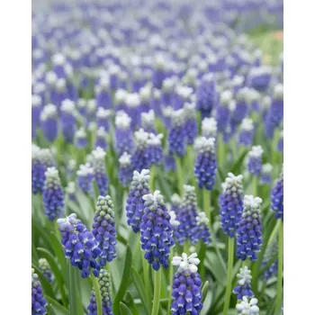 Semeno Modřenec 'Muscari Touch of snow' 10 ks