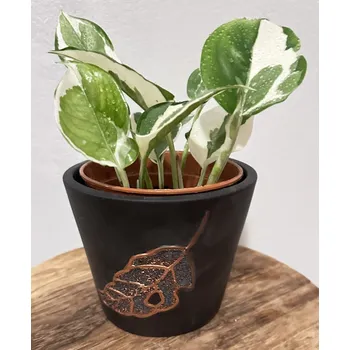 Květináč Epipremnum aureum ‘Marble Queen’