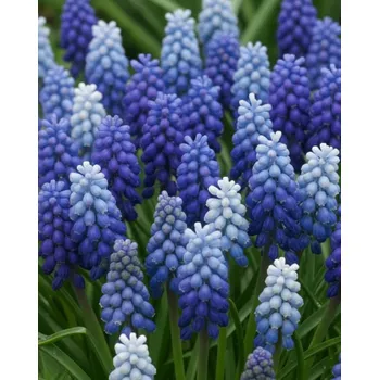 Semeno Mix modřenců 50 ks