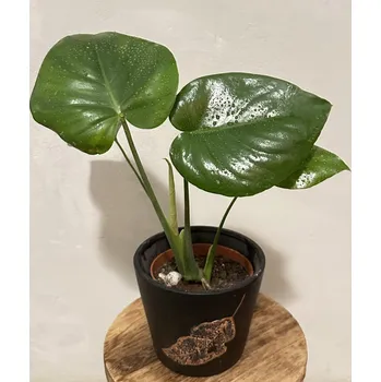 Sazenice Monstera Burle Marx Flame S včetně květináče