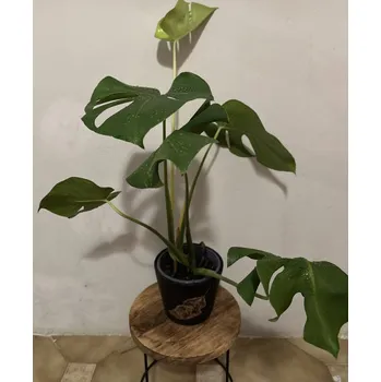 Květináč Monstera Deliciosa M včetně květináče