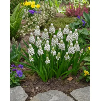 Semeno Modřenec 'Muscari Siberian Tiger' 10 ks