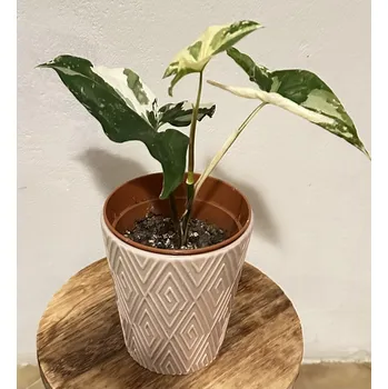 Sazenice Syngonium podophyllum Albo VariegataI S