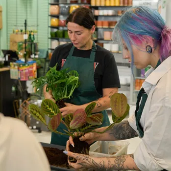 Workshop: Péče o pokojovky a jejich přesazování 26. 4. 2026 - 10:00