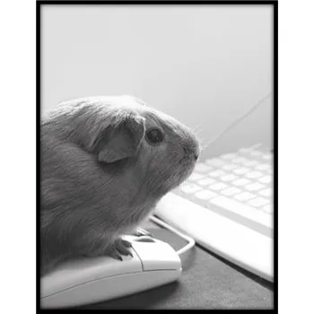 Obraz Bondecor Obraz černobílý "Morče" 24x30cm Barva: Černá