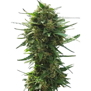 Semeno Nuka Seeds - Automaton 3 ks