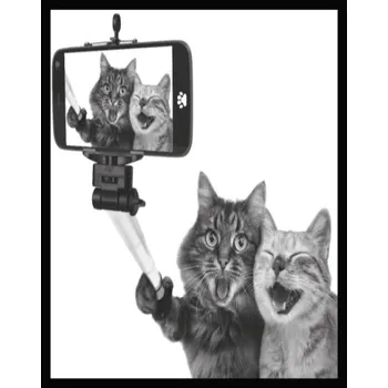 Obraz Bondecor Obraz černobílý "Kočky selfie" 24x30cm Barva: Černá