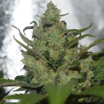 Pěstitelství Vision seeds Garlotty Počet ks Feminizované: 3+1