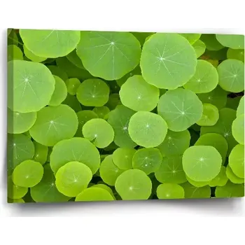 Obraz Sablio Obraz Listy leknínu - 60x40 cm