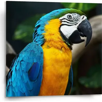 Obraz Sablio Obraz Ara - 110x110 cm