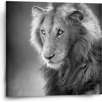 Obraz Sablio Obraz Lvíček - 50x50 cm