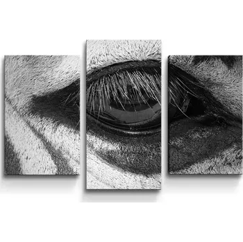 Obraz Sablio Obraz - 3-dílný Oko zebry - 75x50 cm